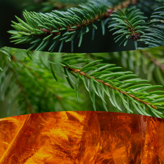 FRASER FIR